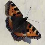 kleiner fuchs